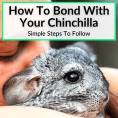 a woman holding a hamster in her arms with the text how to bond with your chinella