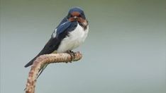 a small bird sitting on top of a tree branch