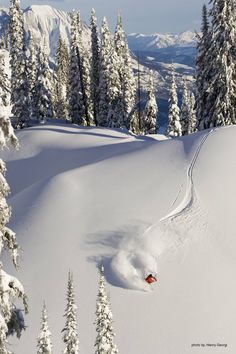 a person riding skis down a snow covered slope in front of some pine trees