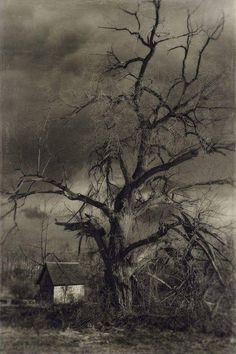 an old black and white photo of a tree in front of a house with no leaves