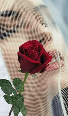 a single red rose sitting on top of a table next to a person's face