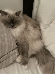 a fluffy cat laying on top of a bed next to pillows