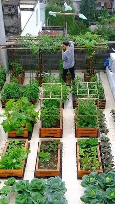 a man standing in front of a garden filled with lots of green plants