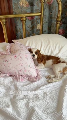 a brown and white dog laying on top of a bed next to a pink pillow