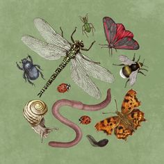 various insects and snails on a green background