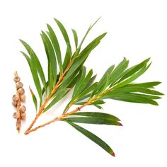 Tea Tree Australian Tea Tree, Wart Remover, Henna Stain, Tag Remover, Melaleuca Alternifolia, Skin Tissue, Tea Tree Essential Oil, Dehydrated Skin, Skin Healing