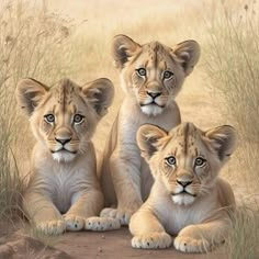 two lion cubs sitting on the ground in front of tall grass and sand, with one looking at the camera