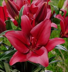 red lilies are blooming in the garden