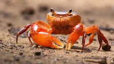 a close up of a crab on the ground