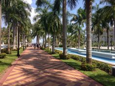 palm trees line the walkway between two buildings and a pool in front of some water