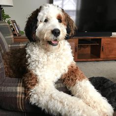 a dog is sitting on the couch in front of a television and looking at the camera