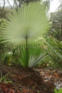 a large green leafy plant sitting in the middle of a forest