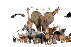 a group of animals standing next to each other in front of a white background with birds