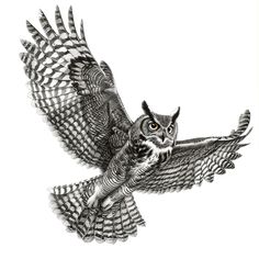 an owl flying through the air with its wings spread