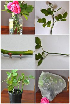 several pictures of different flowers in vases and glass bottles with leaves on the stems