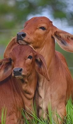 two brown cows laying down in the grass with their heads on each other's shoulders