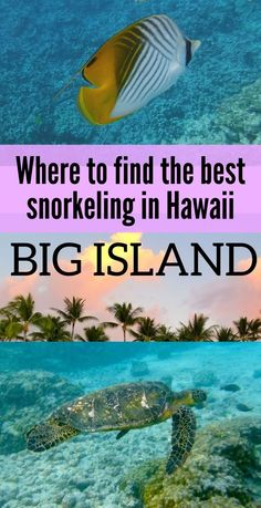 the words where to find the best snoreling in hawaii big island are shown