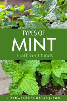 mint plants with text overlay that says types of mint