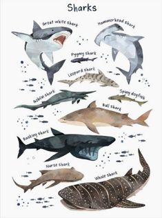 a poster with different types of sharks