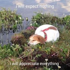 a brown and white dog laying on top of a grass covered field next to water