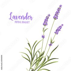 lavender flowers and leaves on white background