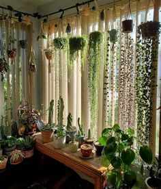 a room filled with lots of potted plants next to a window covered in curtains