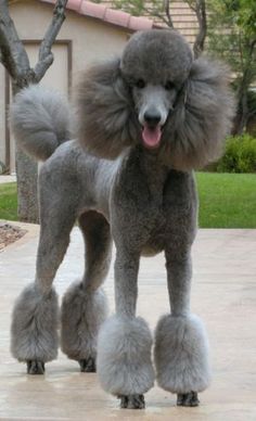 a gray poodle standing on top of a sidewalk next to a tree and building