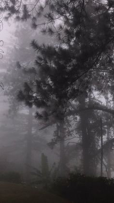 fog in the forest with trees and grass