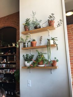 the shelves are filled with potted plants