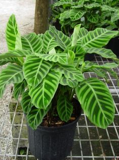 a potted plant sitting on top of a metal grate next to other plants