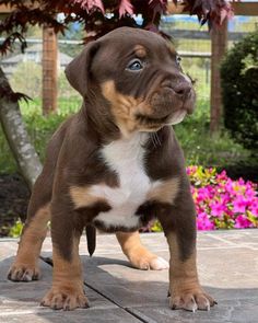 a brown and white puppy standing on top of a wooden floor next to pink flowers