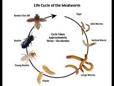 life cycle of the mealworms and other insects on a white background with text