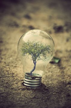 a light bulb with a tree inside it