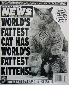 the front page of news paper with an image of a cat and kittens on it