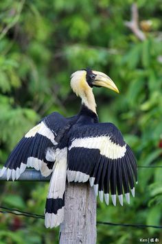 a black and white bird sitting on top of a wooden pole with its wings spread