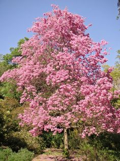 a large pink tree in the middle of a park