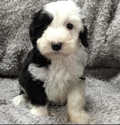 a small black and white dog sitting on top of a carpet