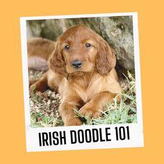 a brown dog laying in the grass next to a tree and a sign that says irish doodle 101