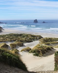 View of Sandfly Bay, a beautiful white sand beach on the Otago Peninsula in Dunedin, New Zealand. New Zealand Dunedin, New Zealand Beach Aesthetic, Otago New Zealand, New Zealand Beaches, New Zealand Life, New Zealand Aesthetic, New Zealand Nature, Dunedin New Zealand