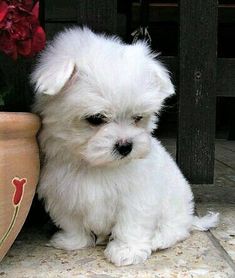 a small white dog sitting next to a flower pot