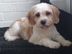 a white and brown dog laying on top of a black carpet next to a door