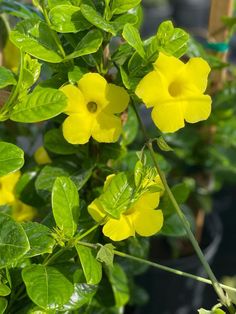 yellow flowers are blooming in the garden