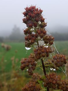 a plant with drops of water on it in front of a green field and fog