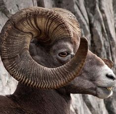 a ram with large horns standing in front of a rock wall and looking at the camera