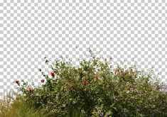 a bush with red flowers and green grass in front of a white background png clipart