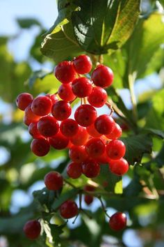 red berries hanging from a tree with green leaves