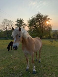 a brown horse standing on top of a lush green field