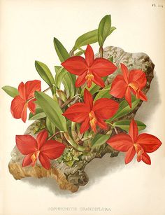 a painting of red flowers on a rock