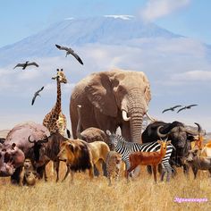 an elephant, giraffe, zebras and other animals in the wild