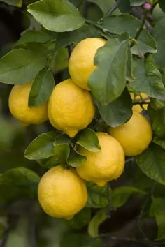 several lemons hanging from a tree with green leaves